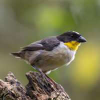 White-naped Brushfinch